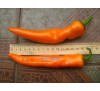 Насіння перцю гіркого Кайєнський помаранчевий ( Cayenne Orange) 